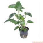 Anubias gracilis