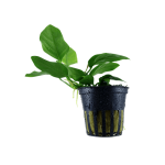 Anubias barteri