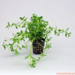 Bacopa monieri