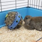 Savic Bunny Toy - Imagem 2