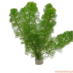 Cabomba caroliniana