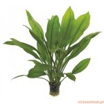 Echinodorus bleheri