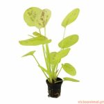 Echinodorus yellow sun