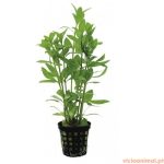 Hygrophila polysperma
