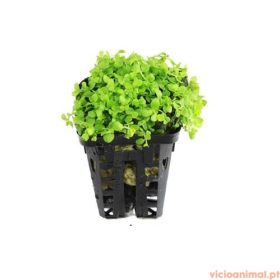 Micranthemum monte carlo