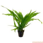 Microsorum pteropus