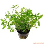 Proserpinaca palustris