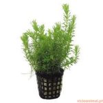 Rotala wallichii