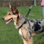 Peitoral Treino EasyWalk