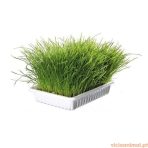 Erva p/ Gato 100 gr