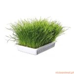 Erva p/ Gato 100 gr