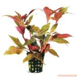 Alternanthera cardinalis