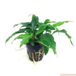 Anubias minima