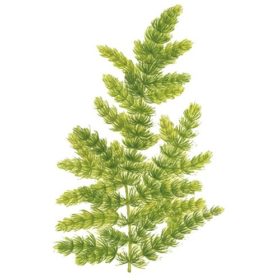 Ceratophyllum demersum 'Foxtail' - Imagem 2