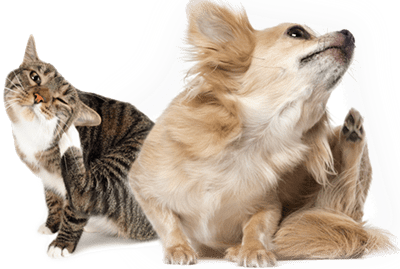 ????????Pulgas e Carraças?! ⛔STOP