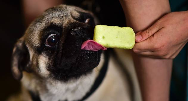 ???????? Dias Quentes pedem Ideias Criativas!????????