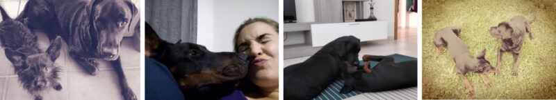 Os 4 cães da Andreia ????????????????