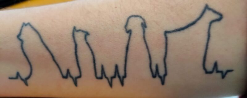 Os 4 cães da Andreia ????????????????