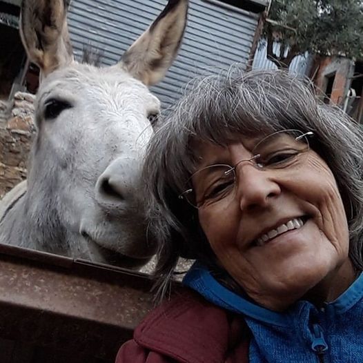Os animais da Zé Os animais da Zé