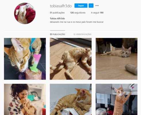 Tobias, 1 gato com página de Instagram!