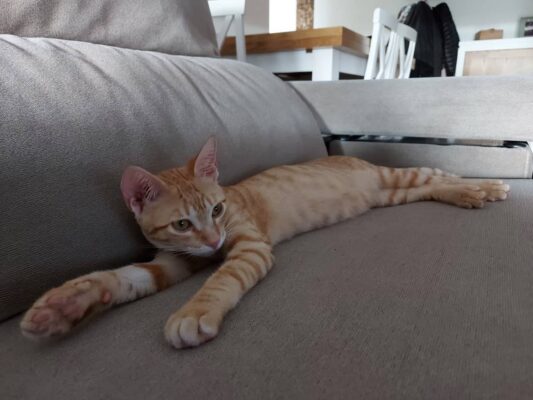 Tobias, 1 gato com página de Instagram!