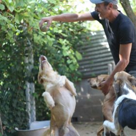 Associação Pegadas e Bigodes - Associação Amiga dos Animais Associação Pegadas e Bigodes - Associação Amiga dos Animais