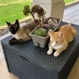 Os 8 amigos da Maria