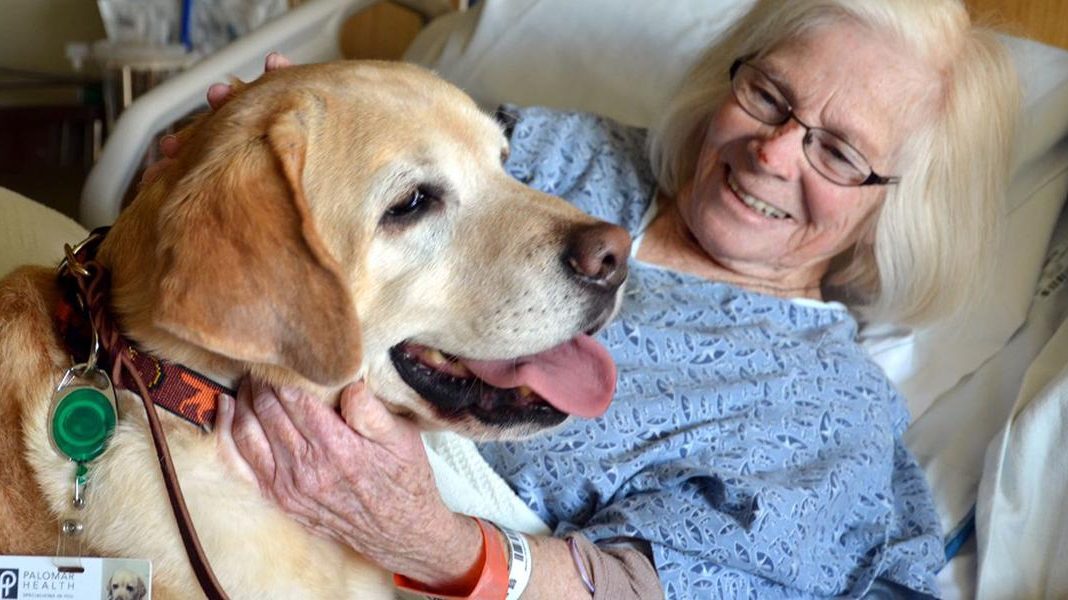 Intervenções e atividades assistidas por animais