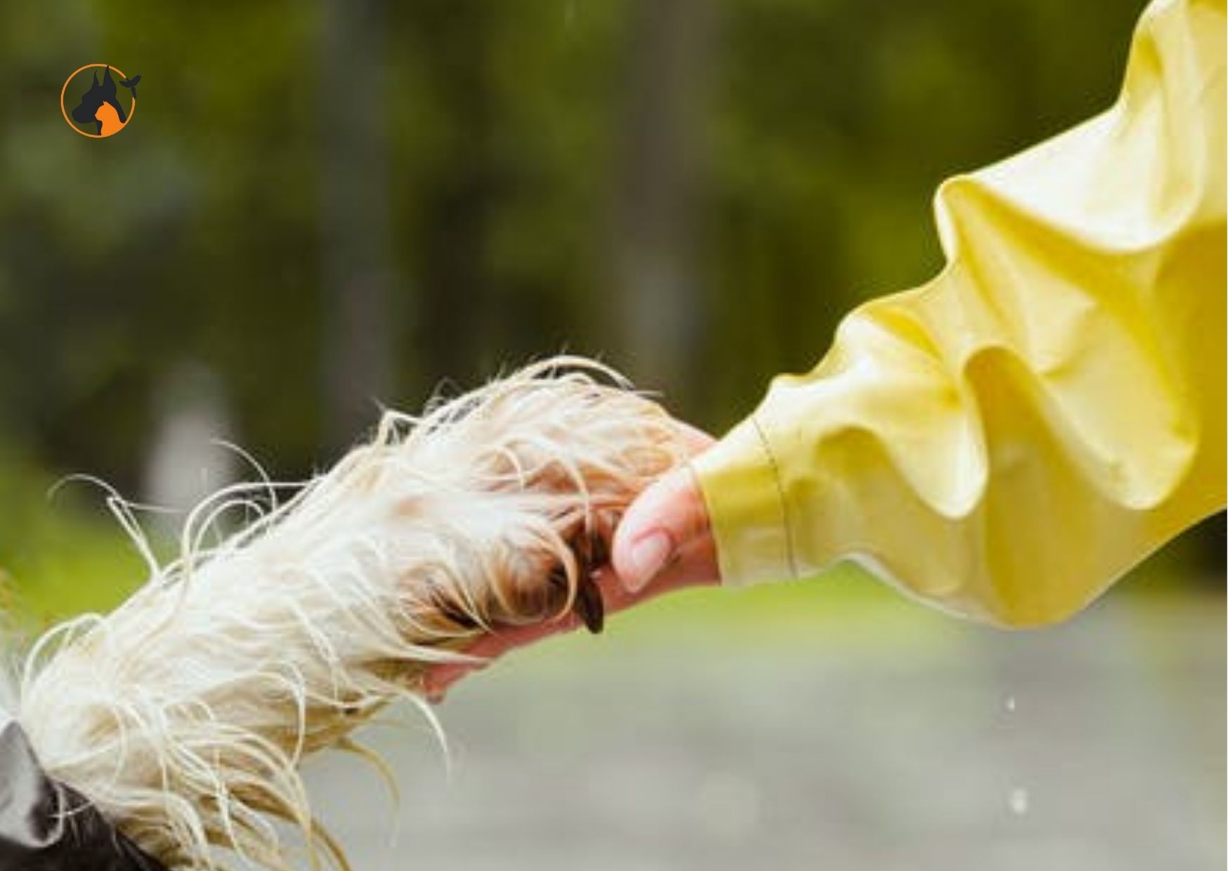 Intervenções e atividades assistidas por animais