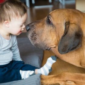 Intervenções e atividades assistidas por animais