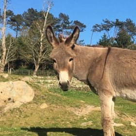 Reserva de Burros, em Sintra