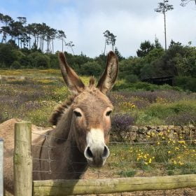 Reserva de Burros, em Sintra