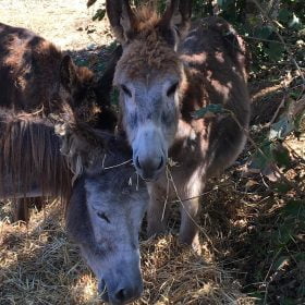 Reserva de Burros, em Sintra