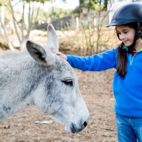 Reserva de Burros, em Sintra