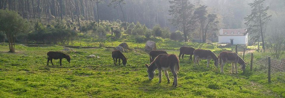 Reserva de Burros, em Sintra