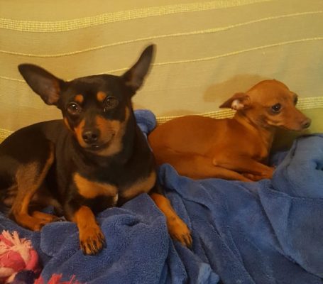 Woody, o cão da Ana