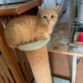 Onde há Gato não há Rato