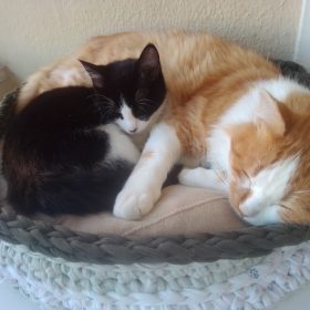 Onde há Gato não há Rato