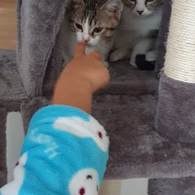 Onde há Gato não há Rato