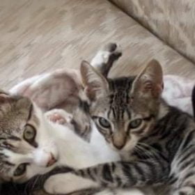 Onde há Gato não há Rato
