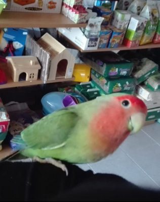 7 Factos sobre a Vício Animal