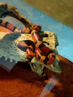 7 Factos sobre a Vício Animal