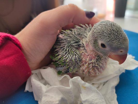 7 Factos sobre a Vício Animal