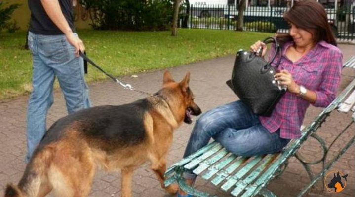 Sabe o que é a Zoofobia?