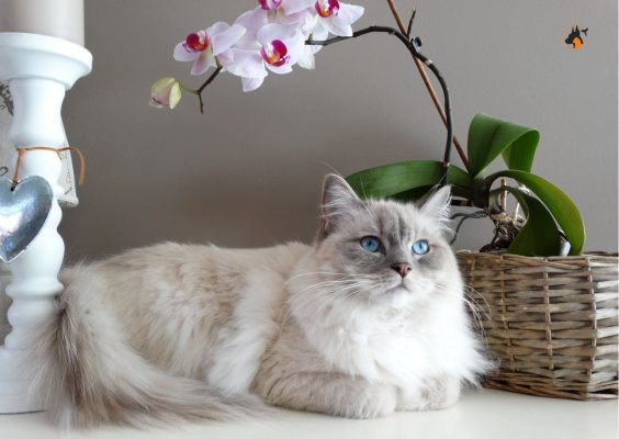 7 cuidados a ter com seu o Gato na Primavera 7 cuidados a ter com seu o Gato na Primavera