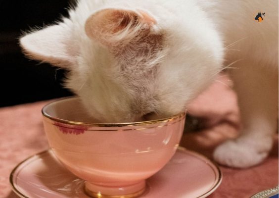 7 cuidados a ter com seu o Gato na Primavera