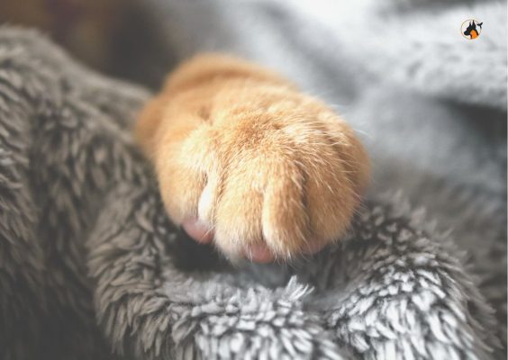 7 cuidados a ter com seu o Gato na Primavera
