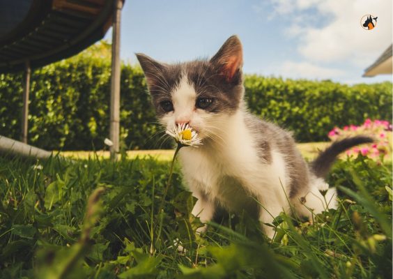 7 cuidados a ter com seu o Gato na Primavera