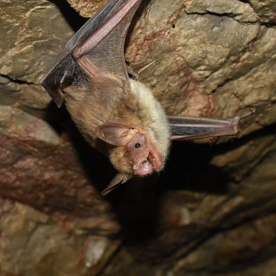 7 Animais em Vias de Extinção