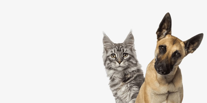 Vício Animal Pet Shop